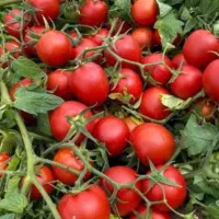 گوجه مغان ارسال به سراسر استان