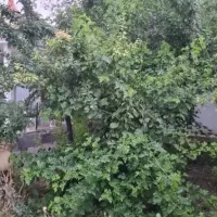 250مترمحصورشهرکی-دونبش-کردان-شهرک-زعفرانیه