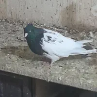 کبوتر فروشی|پرنده|اهواز, زیتون کارمندی|دیوار