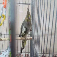 عروس هلندی دستی با قفس