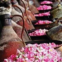 گلاب ناب کاشان