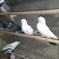 کفتر تهرانی پرشی|پرنده|هشتگرد, شهرک بعثت|دیوار