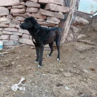 سگ نگهبان|سگ|چناران, |دیوار