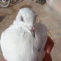 کبوتر|پرنده|دهگلان, |دیوار