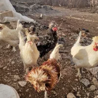 خروس خارجکی