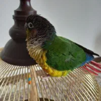 طوطی گرینچیک