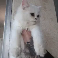 گربه|گربه|رودبار, |دیوار