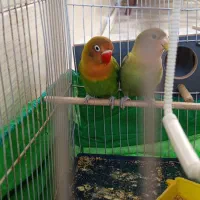 جفت طوطی کوتوله رام