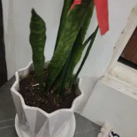 گلدان سانسوریا|گل و گیاه طبیعی|قم, عمار یاسر|دیوار