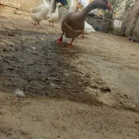 قوغاز نر وغاز ماده وجه غاز پنج ماه