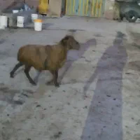 بزو بزقاله سرحال و یک عددبره نر