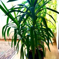 گیاه پربرگ و باارزش یوکا