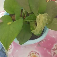 گل وگیاه شاداب