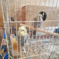 4جفت عروس هلندی به شرط تخم وجوجه
