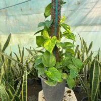 پتوس قیم دار/چماقی سطل ده