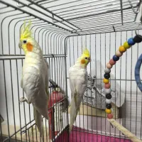 یک جفت عروس هلندی لوتینو تخم گذار بالغ کاملا سالم