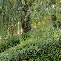 خط رند
