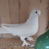 نر اس حندقی