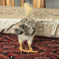 جوجه دو رگه