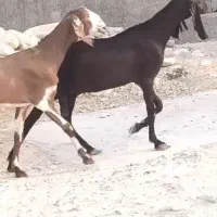 سلام فروش دو بز دو رگ آبستن جوان