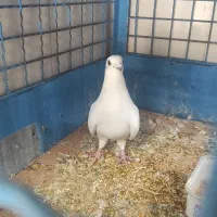 کبوترشامی ماده