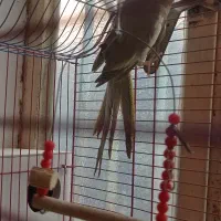 معاوضه نژاد آهویی