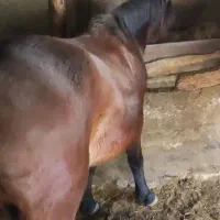 مادیون کرد 5سال|اسب و تجهیزات اسبسواری|کرج, بنیاد|دیوار