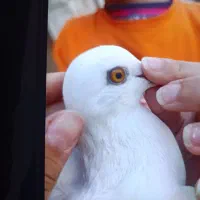کفتر نرو ماده به شرت