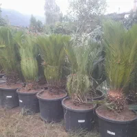 سیکاس گلدان ۶۰|گل و گیاه طبیعی|نوشهر, |دیوار