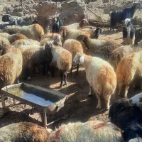 فروش دام زنده میش وشیشک بزوتی بزچاق فلک الدین|حیوانات مزرعه|خرم‌آباد, |دیوار
