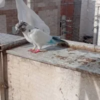 کبوتر|پرنده|گرگان, |دیوار