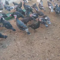 بوقلمون فروشی|حیوانات مزرعه|شادیان, |دیوار