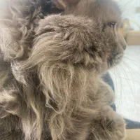 گربه نر آماده برای جفتگیری