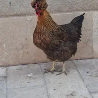 فروش مرغ رسمی سلطان|حیوانات مزرعه|قم, انسجام|دیوار