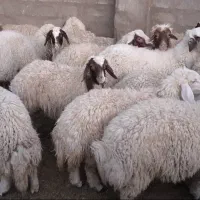 بره کله بور سنجابی