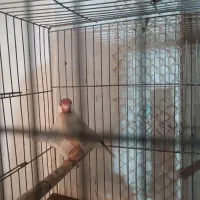 فروش فنچ نرگسی شکلاتی