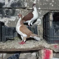 شهری معاوضه با پلاکی