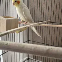 جفت عروس هلندی لوتینو|پرنده|بیرجند, |دیوار