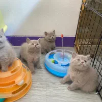 بچه گربه های بریتیش اصیل رنگ لیلاک|گربه|شیراز, شهرک سراج‎|دیوار