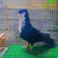 کروباتی یا ریش
