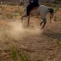 اسب کرد پر خون سواری دار