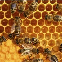 زنبور۷.۸.۹.۱۰قاب به فروش میرسد