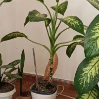 گل‌‌ و...|گل و گیاه طبیعی|بلبان آباد, |دیوار