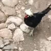 خروس لهستانی اصل