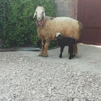 فروش میش بره کهره بز شیشک بختیاری شهر کردی