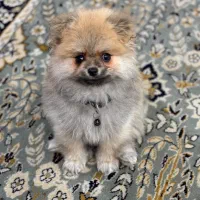 واگذاری پامر خرسی