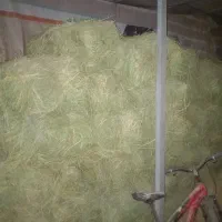 جو محلی تمیز و یونجه|لوازم جانبی حیوانات|کوهدشت, |دیوار