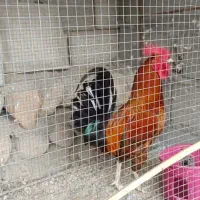 خروس محلی اصل
