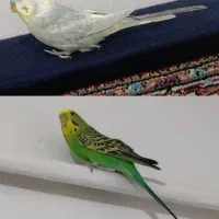 مرغ عشق