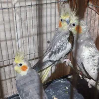 عروس‌هلندی|پرنده|نیشابور, خیام|دیوار